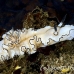 nudibranch_cr_hsb_r_h_0363_kom3364.jpg
